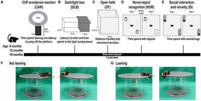 Clinically approved immunomodulators ameliorate behavioral changes in a mouse model of hereditary spastic paraplegia type 11